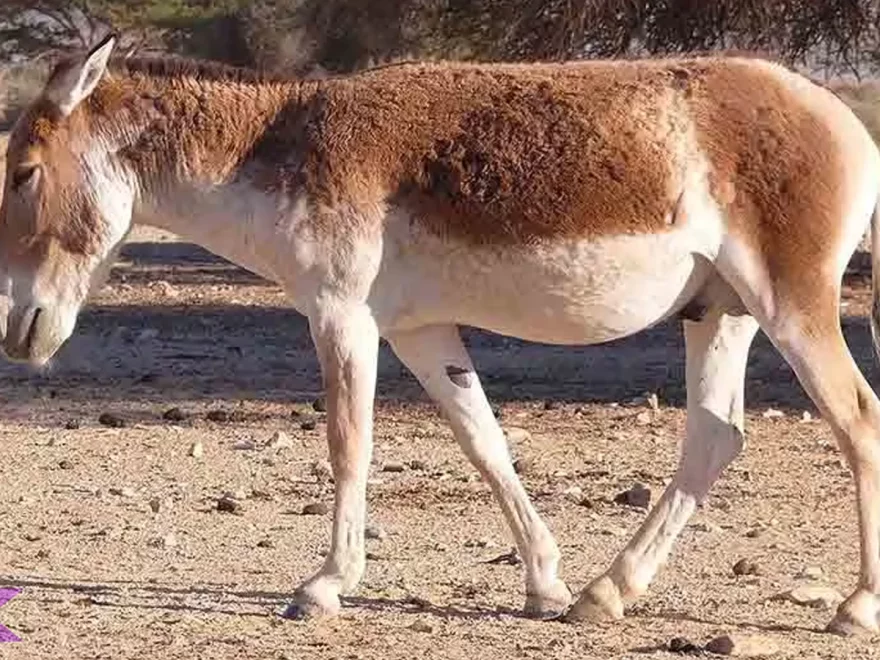 5 Alasan Onager Memiliki Peran Penting di Ekosistem Gurun