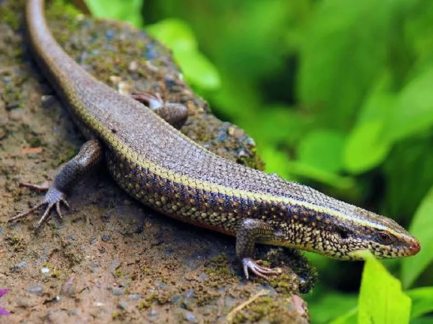 Hewan Kadal 5 Perkembangan Umur dan Siklus Hidup di Alam Liar