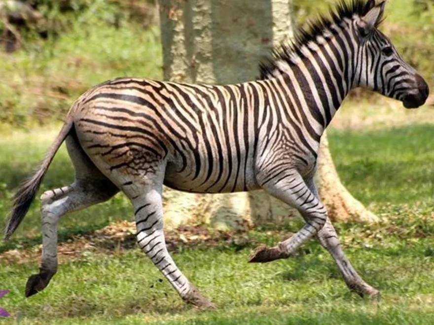 Hewan Zebra Memiliki 5 Pola Garis Unik yang Membuatnya Mudah Dikenali