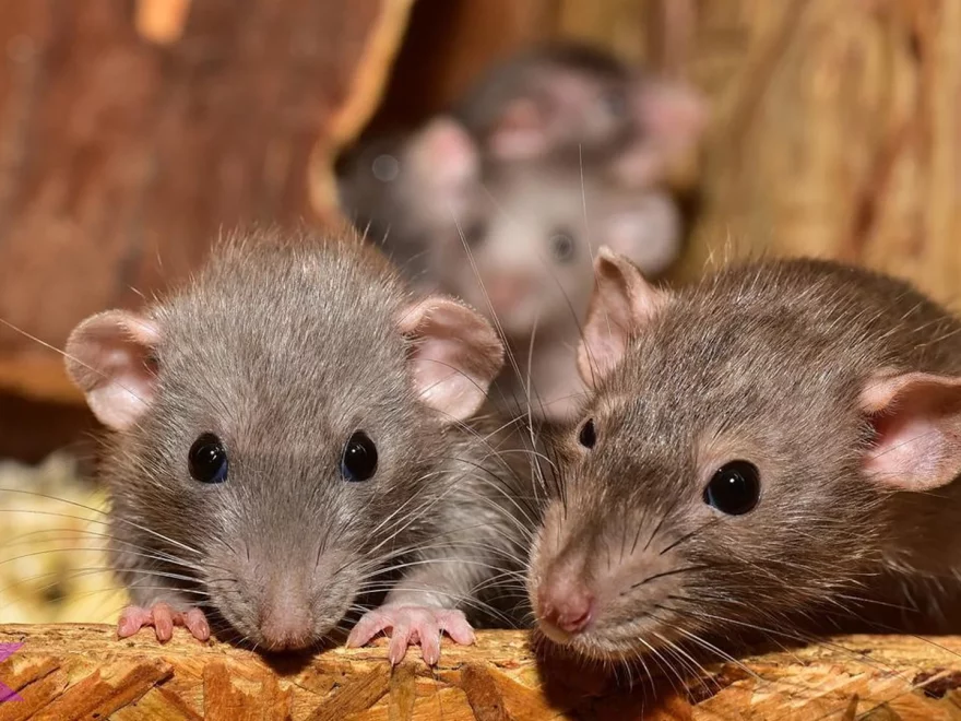 Tikus 5 Fakta Unik Tentang Perilaku, Habitat, Dan Adaptasi Mereka