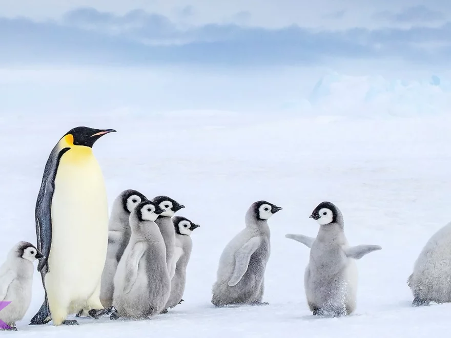 5 Jenis Penguin Dengan Karakteristik Unik Dan Habitat Berbeda