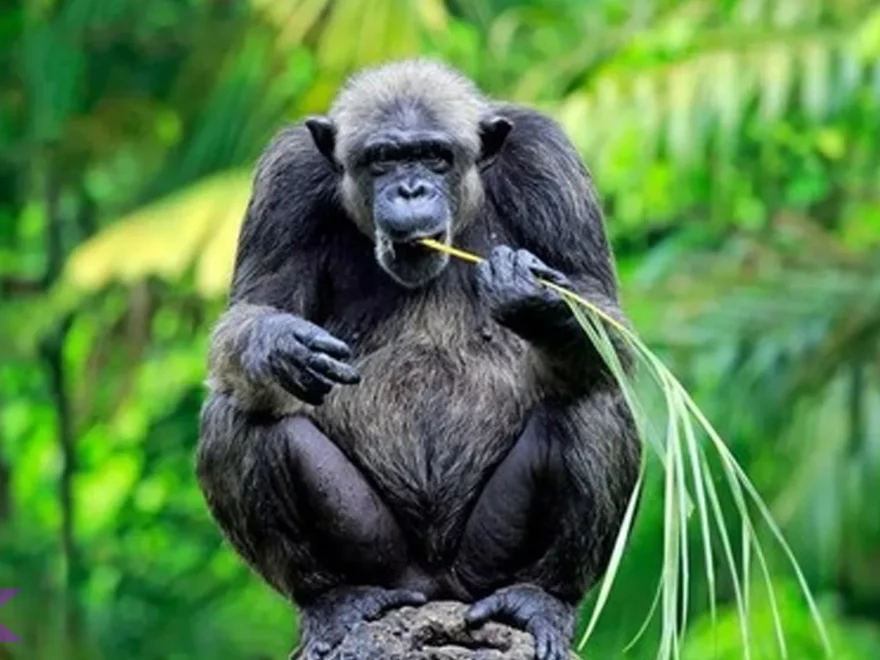 5 Bukti Hewan Simpanse Yang Membuatnya Mirip Dengan Manusia