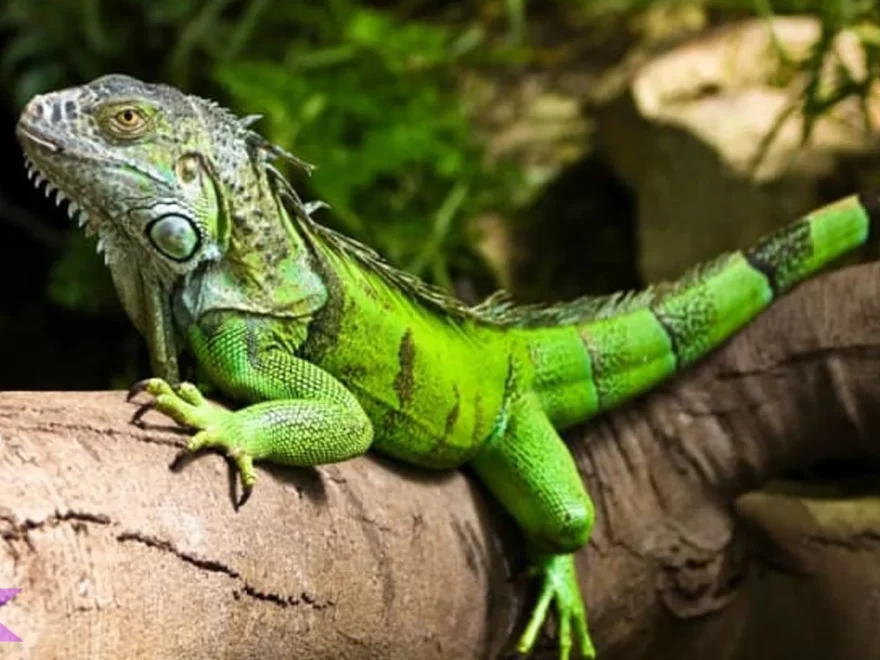 Menyelami Kehidupan Iguana Dengan 5 Fakta Menarik Dan Edukatif