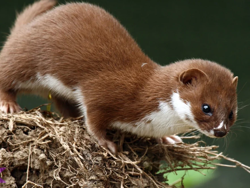 5 Fakta Menarik Tentang Cerpelai Yang Bisa Membuat Terpesona