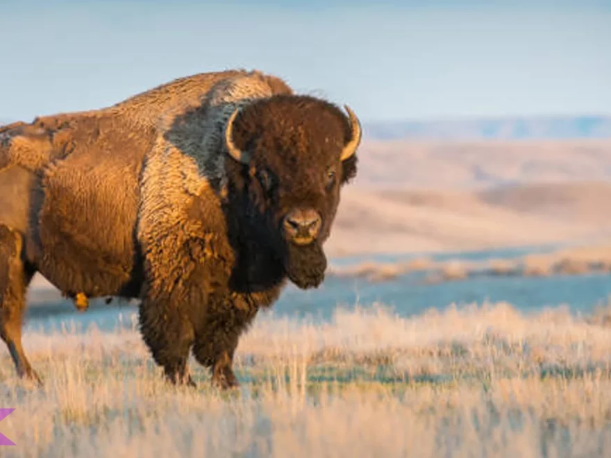 5 Fakta Hewan Bison yang Membuat Peneliti Satwa Terpesona