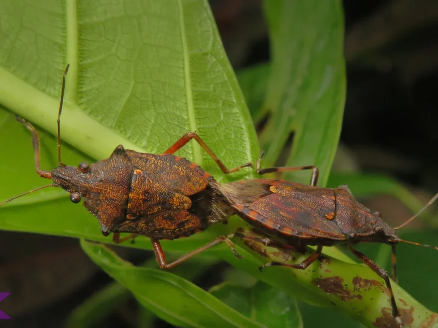 Kepik Daun Hadir Dengan 5 Karakteristik yang Membuatnya Spesial