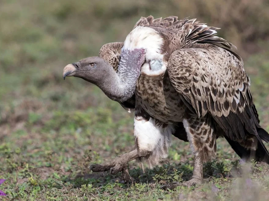Burung Hering Miliki 5 Adaptasi Unik Agar Bertahan di Alam Liar