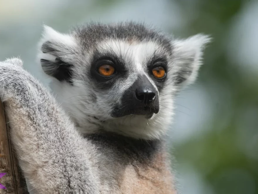 Eksplorasi 5 Habitat Lemur dan Cara Mereka Bertahan di Hutan Tropis