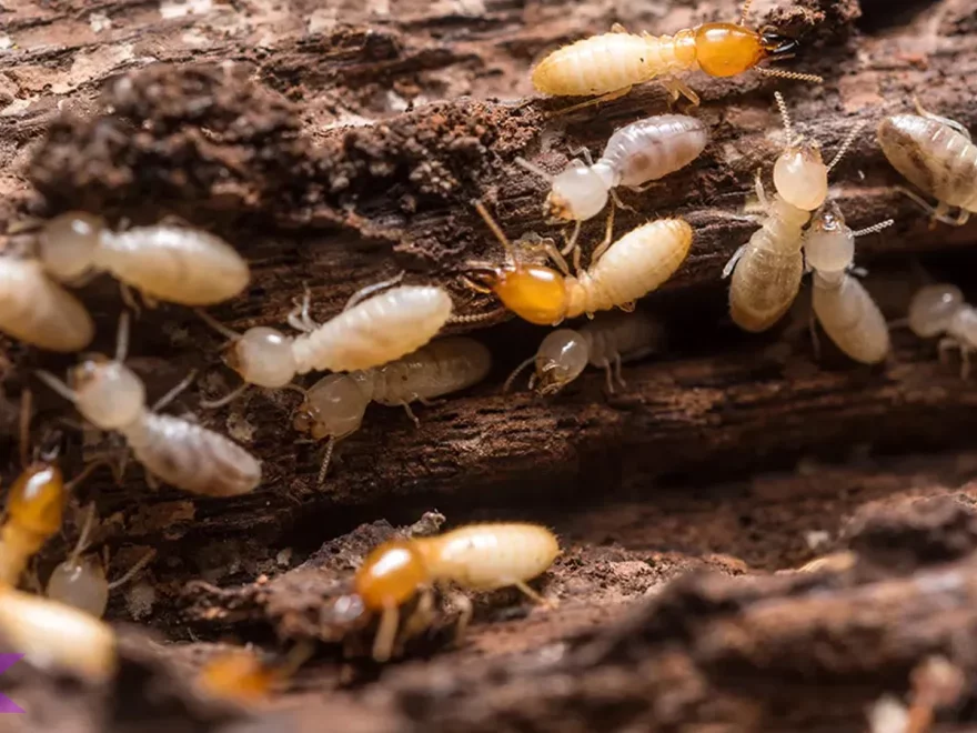 Rayap dan 5 Peran Penting dalam Proses Dekomposisi Alam