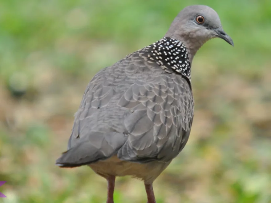 5 Fakta Hewan Tekukur Biasa yang Bisa Menjadi Inspirasi Edukasi Alam