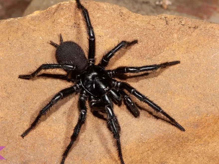 Hewan Laba Laba 5 Pola Perilaku & Interaksi Antar Spesies yang Unik