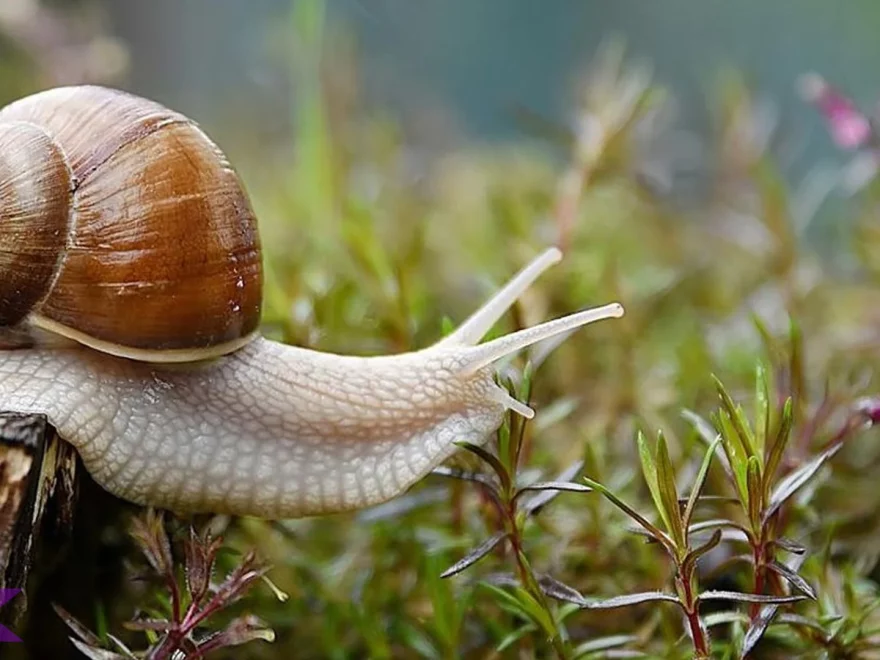 Mengenal Siput 5 Jenis Asli dan Keunikan Cara Bergerak Mereka