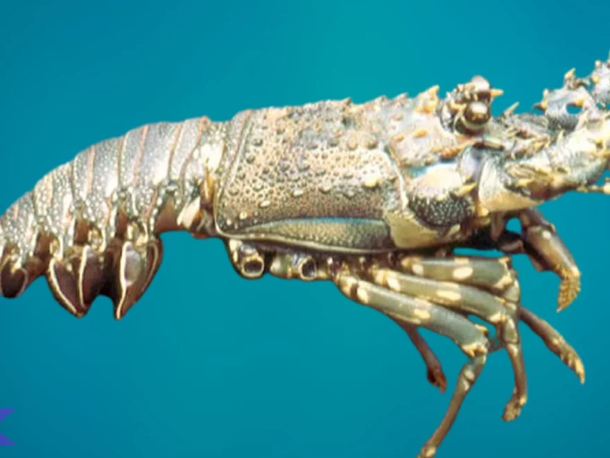 Hewan Lobster Sajikan 3 Jenis Paling Populer Di Perairan Dunia