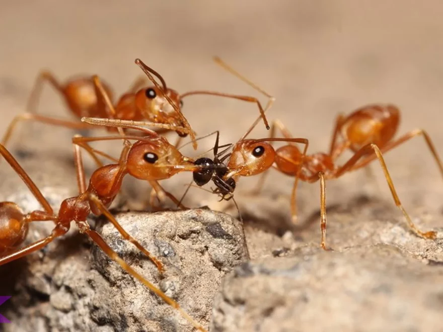 Semut Api Ungkap 5 Strategi Bertahan Hidup yang Kagum