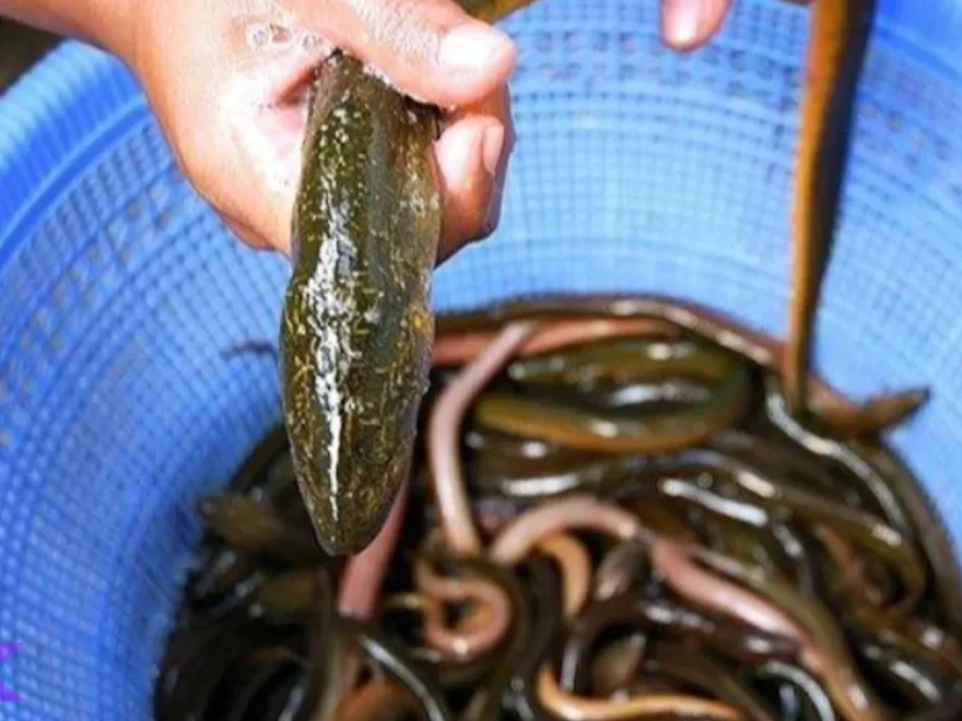 Habitat Belut 3 Unik dan Peranannya di Ekosistem Perairan Dunia