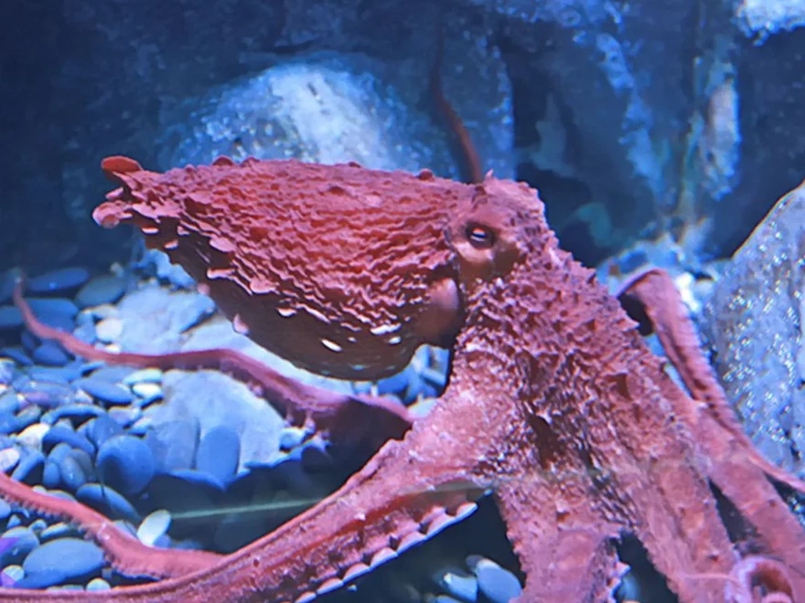 5 Keunikan Hewan Gurita Yang Jarang Diketahui Para Pecinta Laut