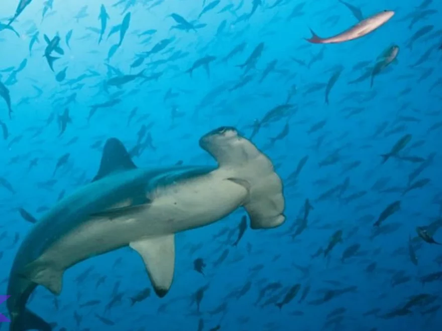 Hiu Martil 5 Adaptasi Tubuh yang Membuatnya Predator Hebat