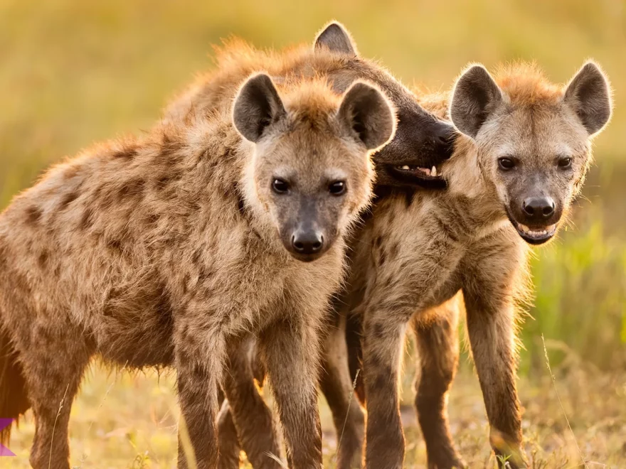 5 Fakta Hewan Hiena Tentang Perilaku Malam & Pola Aktivitas
