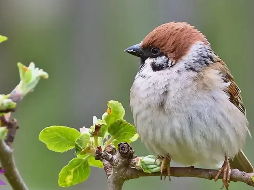 Burung Pipit 4 Perilaku Sosial Yang Bisa Dipelajari Dari Alam Liar