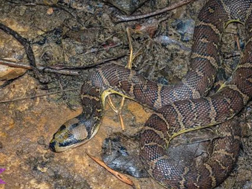 Ular Kadut 3 Jenis Utama dan Ciri Fisik Unik yang Membedakannya