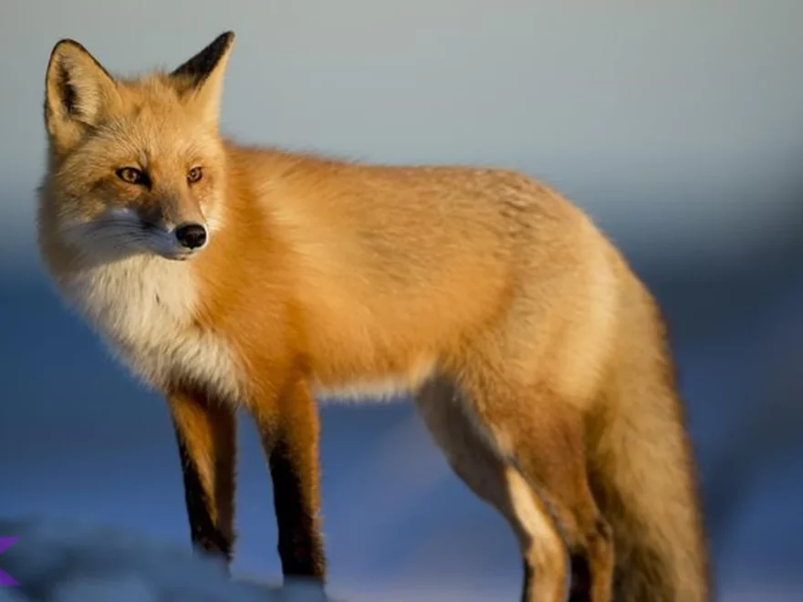 Rubah 4 Perilaku Licik yang Sebenarnya Strategi Bertahan