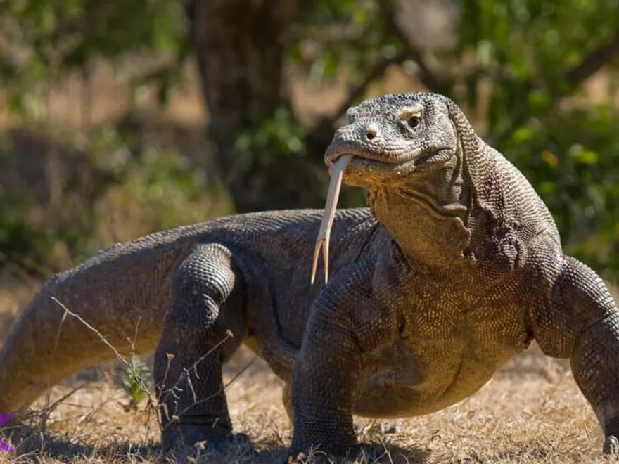 Hewan Komodo Purba Yang Masih Hidup Hingga 2026