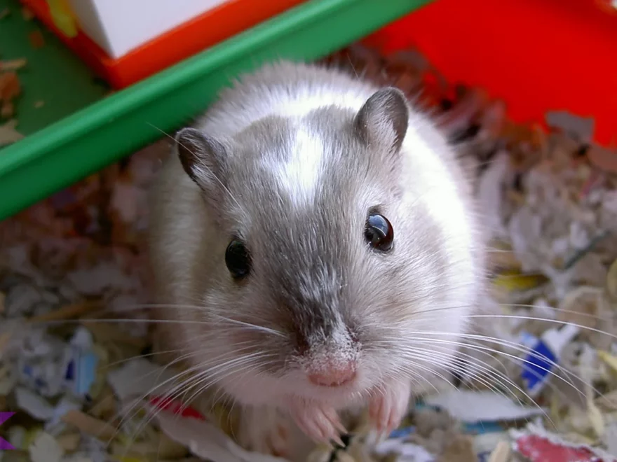 5 Adaptasi Hewan Gerbillinae Membuatnya Tahan Hidup Di Gurun