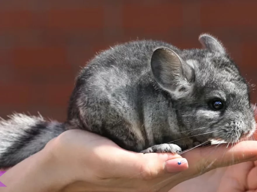 Hewan Cincila 2 Warna Langka yang Diburu Kolektor Asli