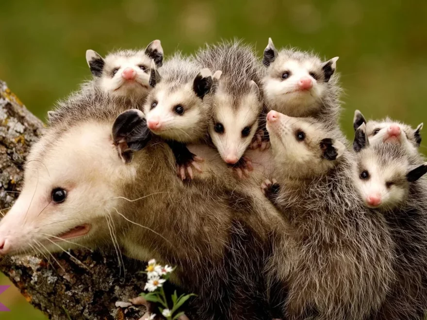 Oposum 2 Gigi Paling Tajam Dibanding Mamalia Lainnya