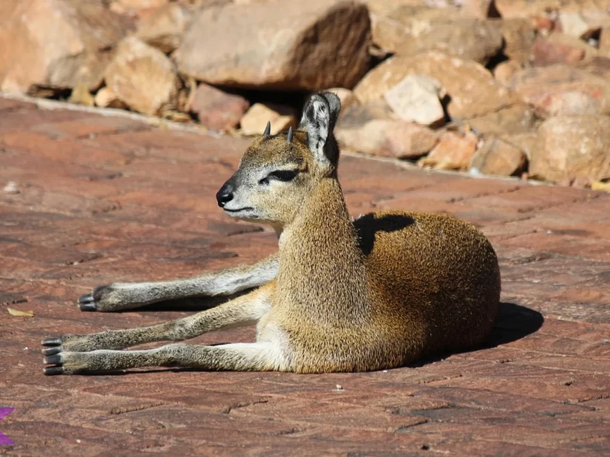 5 Hal Menarik Tentang Klipspringer yang Jarang Diketahui Peneliti Satwa