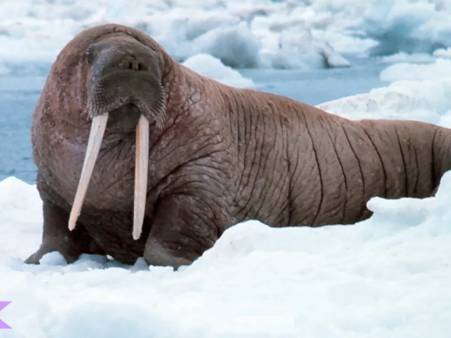 Hewan Walrus 4 Karakteristik Unik dan Perilaku Mereka di Alam Liar