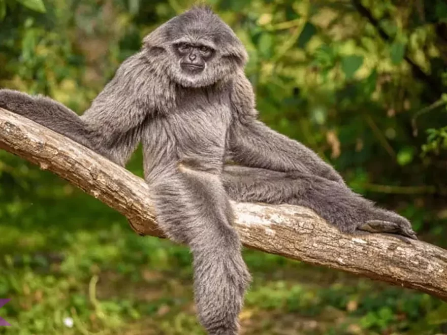 Owa Owa 2026 Menjadi Primata Dengan Karakteristik Menarik