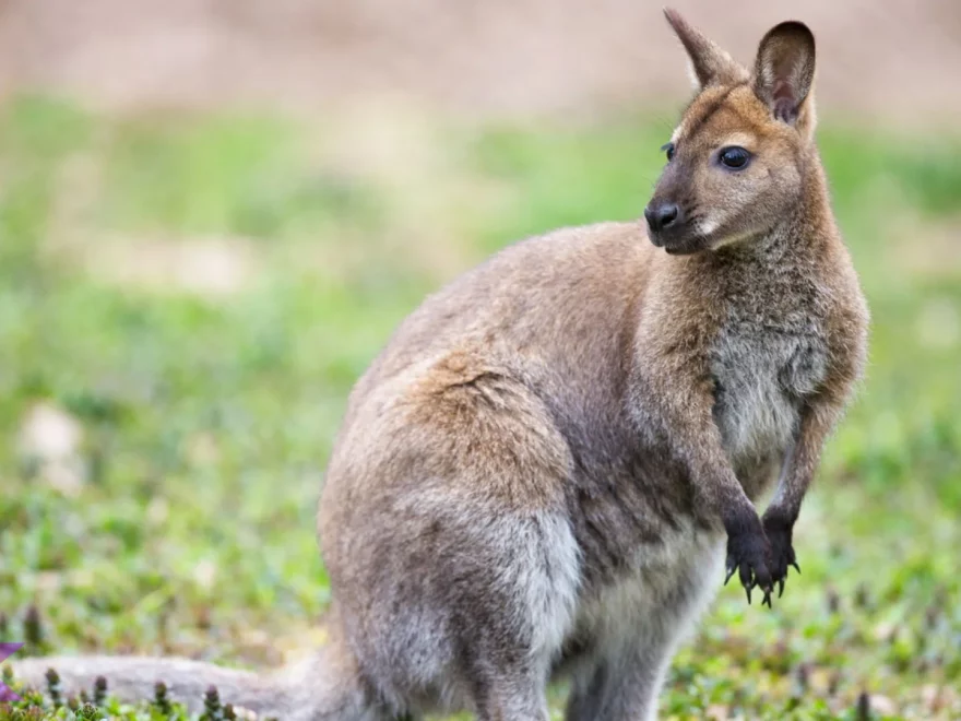 Walabi 1 Peran Penting dalam Ekosistem Padang Rumput Liar