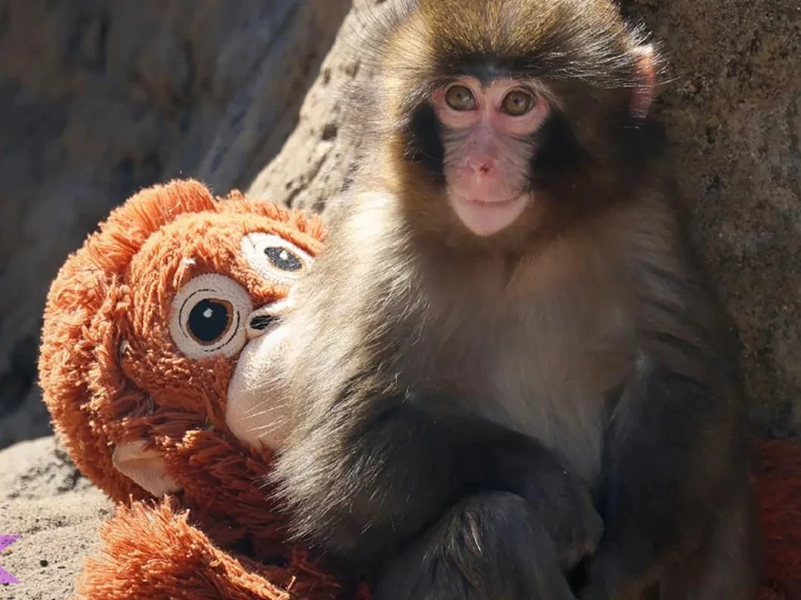 5 Peran Makaka Dalam Keseimbangan Ekosistem