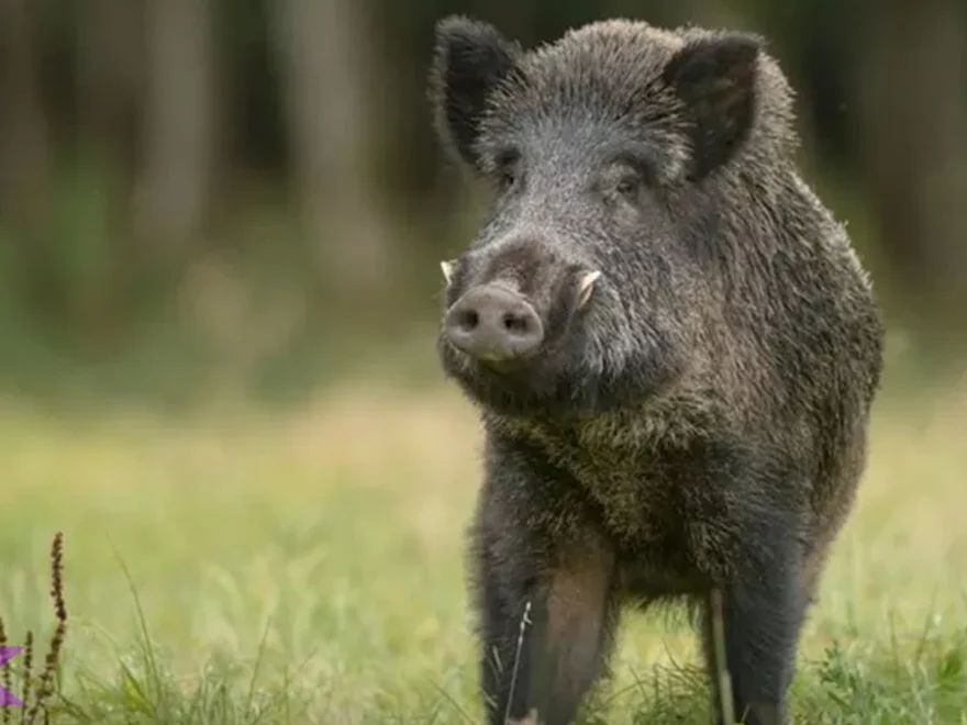 Hewan Celeng 4 Perilaku Unik Saat Merasa Terancam