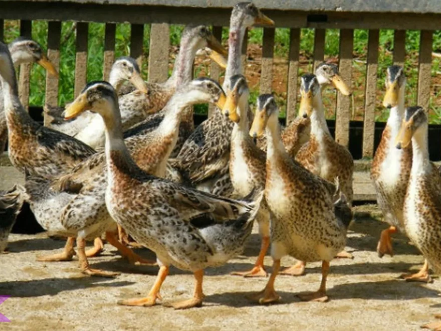 Itik Alabio Hewan Endemik Kalimantan yang Mulai Langka 100%