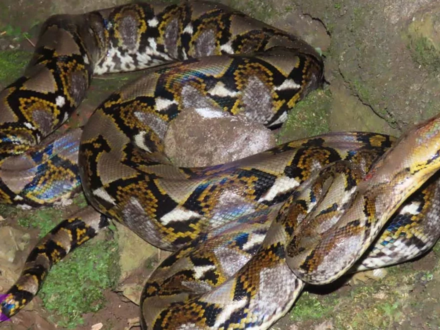 Ular Piton Mempunyai 5 Kemampuan Luar Biasa yang Jarang Diketahui