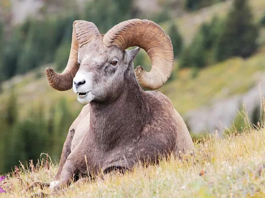 Argali Populasi Menyusut 70 Persen dalam 30 Tahun