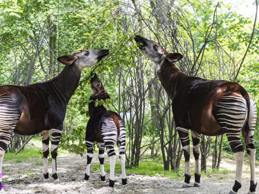 Okapi 4 Perilaku Aneh yang Mindblown Peneliti Heran