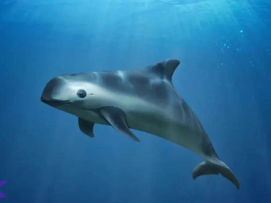5 Upaya Konservasi Vaquita Untuk Selamatkan Spesies Paling Langka