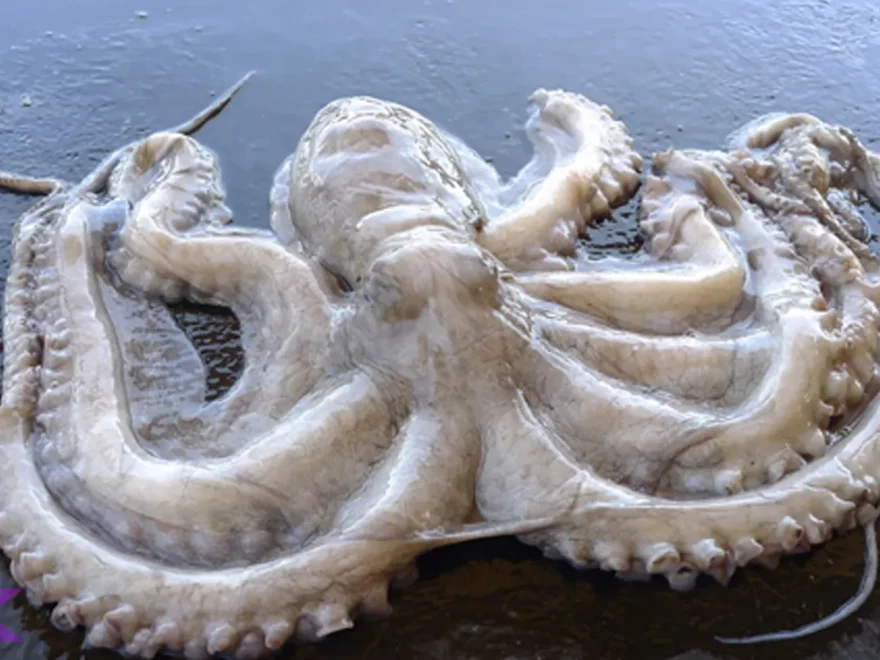 Dua Warna Langka Gruita Octopus Dan 3 Seri Terbatasnya