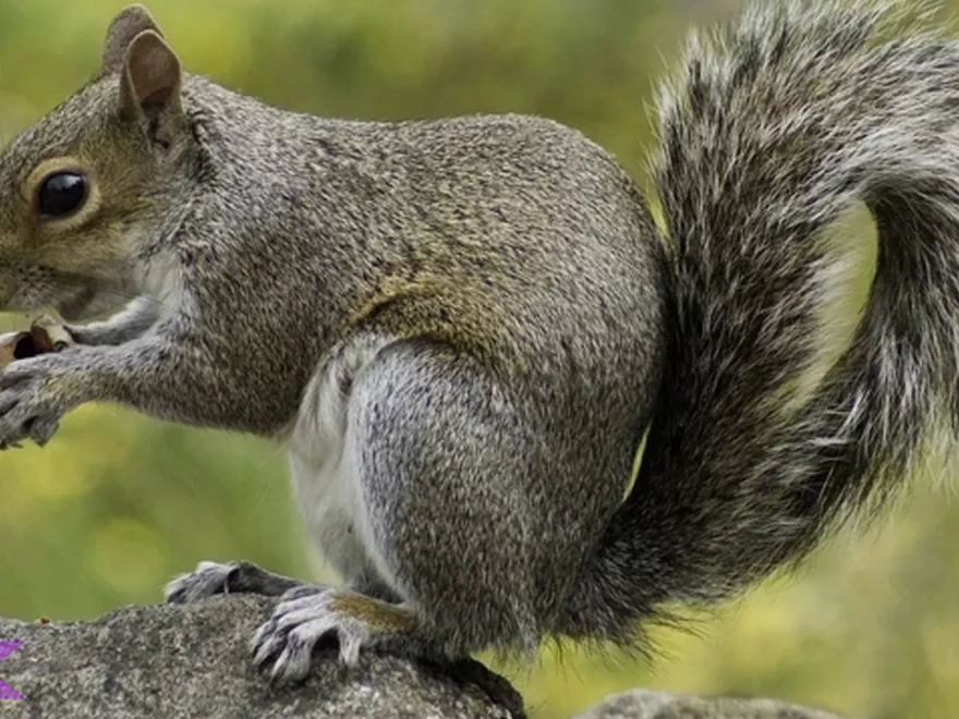 Eksplorasi 4 Jenis Tupai Unik yang Bisa Ditemukan di Indonesia