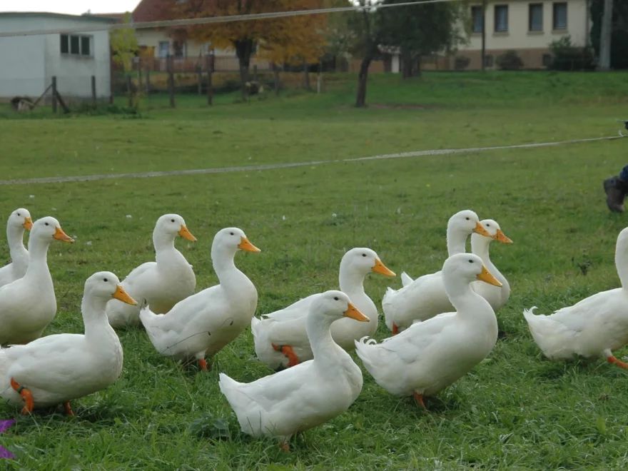 Itik 3 Keunikan Ukuran Tubuh Dan Suara Khas Asli Hewan Air Ini