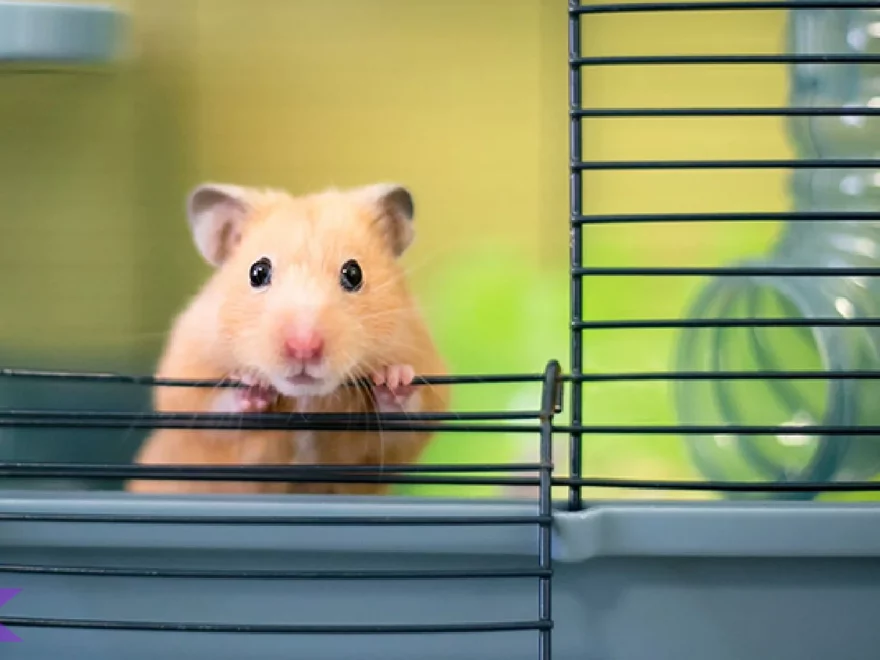 Cara 3 Merawat Hamster agar Sehat dan Tidak Cepat Mati
