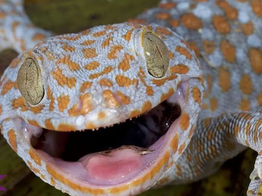 Bukti Unik Tokek 2 Suara Keras Bisa Dengar Jauh