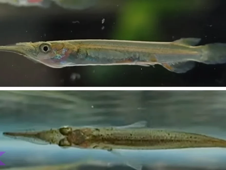 Julung Julung Paruh Panjang 2 Meter 5 Kg Berat Asli Maksimal