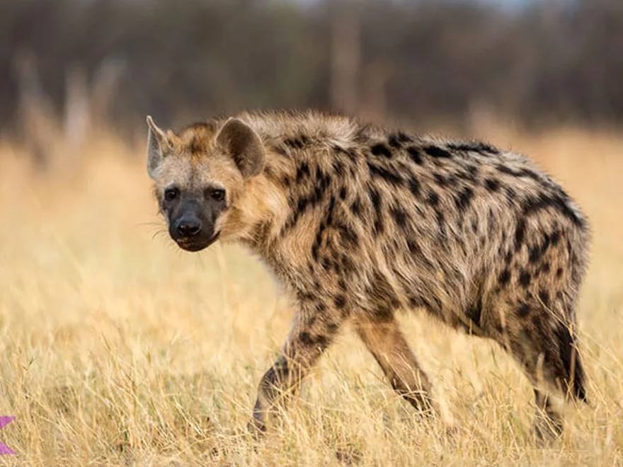 5 Fakta Unik Hyena Bukan Keluarga Anjing atau Kucing
