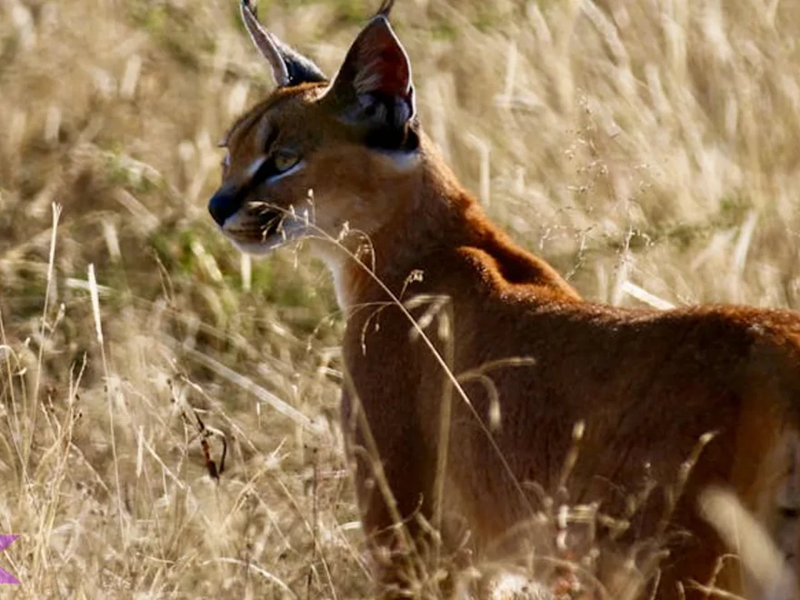 Karakal Simpan 1 Kemampuan Menyamar Mematikan