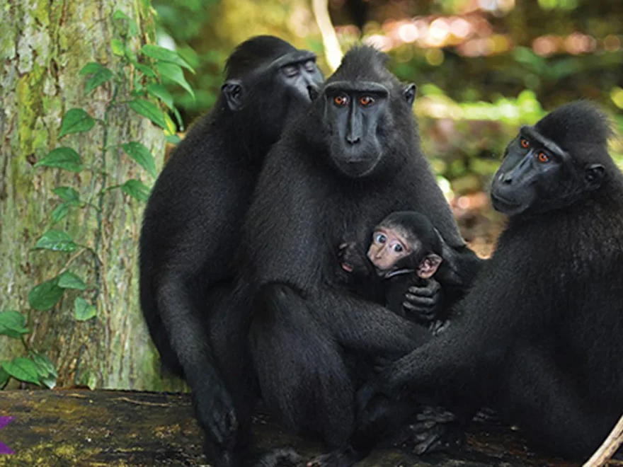 Hewan Yaki 5 Habitat Asli Di Hutan Sulawesi Utara